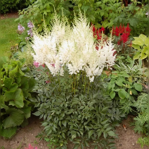 Астильба Арендса Диамант (Diamant)