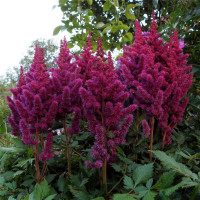 Астильба Вижион Ин Ред (Vision in Red)