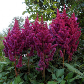 Астильба Вижион Ин Ред (Vision in Red)