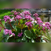 Бадан сердцелистный