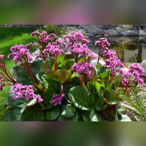 Бадан сердцелистный