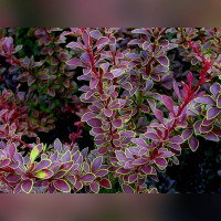 Барбарис «Голден Ринг»