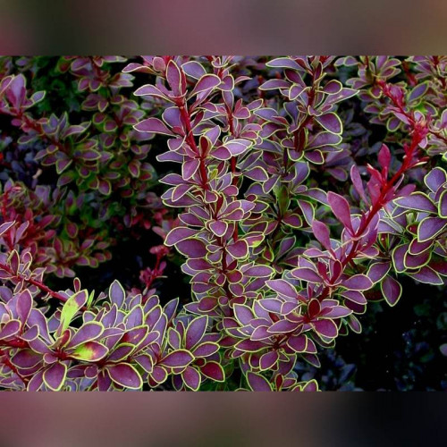 Барбарис «Голден Ринг»