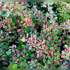 Барбарис «Наташа»