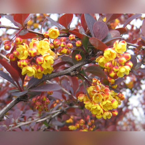 Барбарис «Оттавский»