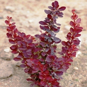 Барбарис «Ред рокет»