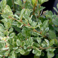 Барбарис «Сильвер Бьюти»