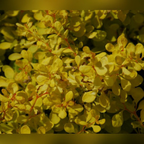 Барбарис «Эвита»