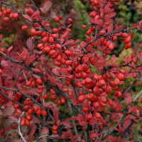 Барбарис Микс