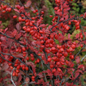 Барбарис Микс