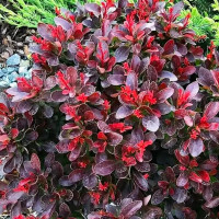 Барбарис Тунберга «Артропурпуреа Нана»