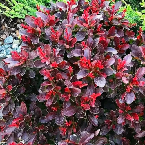 Барбарис Тунберга «Артропурпуреа Нана»