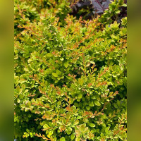 Барбарис Тунберга Сенсейшн