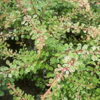 Барбарис Тунберга Старбест