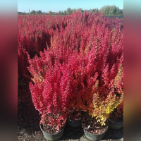 Барбарис «Эректа»