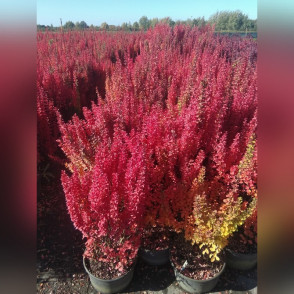 Барбарис «Эректа»