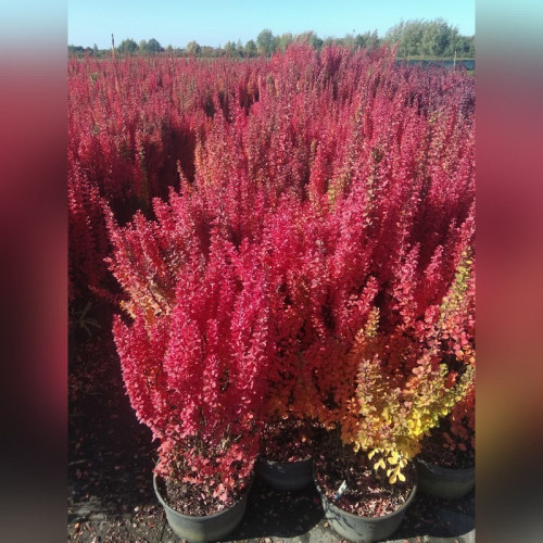 Барбарис «Эректа»