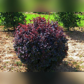 Барбарис оттавский«Суперба»