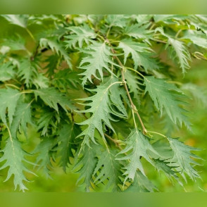 Береза «Далекарлика» (Betula dalecarlica)