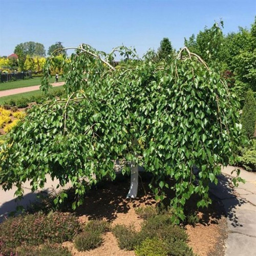 Береза полезная Лонг Транк (Long Trunk)