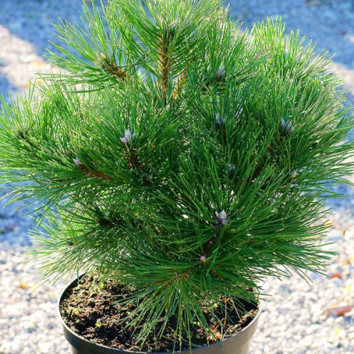 Береза «Нигра Глобоза» на штамбе