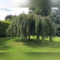 Береза повислая «Юнги» на штамбе