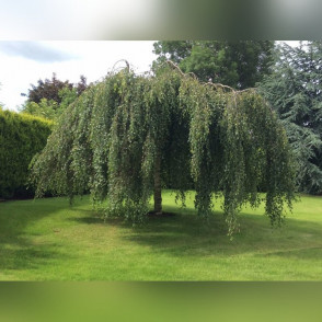 Береза повислая «Юнги» на штамбе