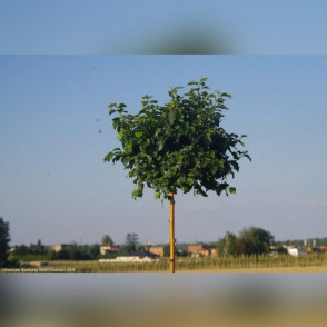 Береза повислая Меджикал Глоб