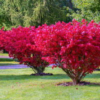 Бересклет «Рэд Каскад»