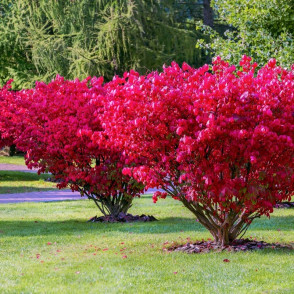 Бересклет «Рэд Каскад»