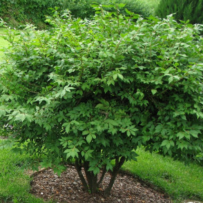 Бересклет Компактус