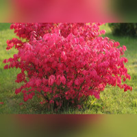 Бересклет крылатый