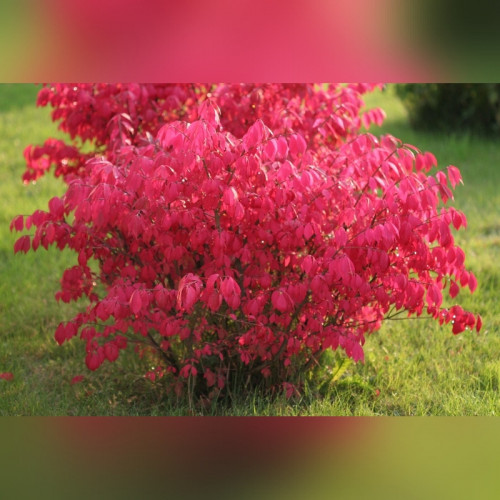 Бересклет крылатый