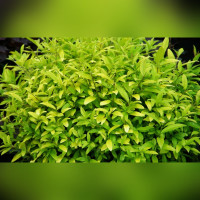 Бирючина обыкновенная Аурея