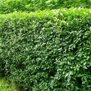 Бирючина обыкновенная