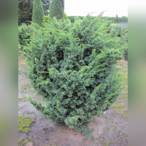 Можжевельник «Блаув» (Blaauw)