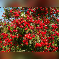 Боярышник «Арнольда»