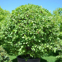 Боярышник Арнольда стриженный (шар)