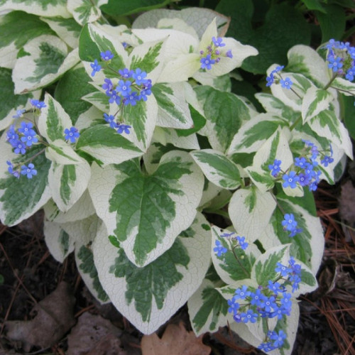 Бруннера вариегатная