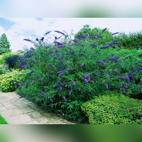 Буддлея «Нано Блю»