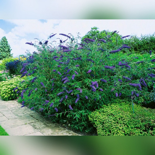 Буддлея «Нано Блю»