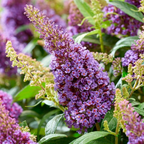 Буддлея Давида Баттерфляй