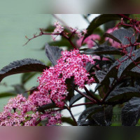 Бузина «Блек Бьюти»