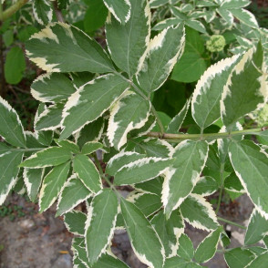 Бузина «Вариегата» (Variegata)