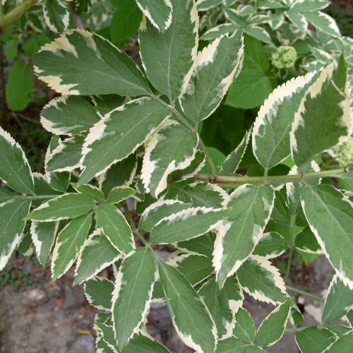Бузина «Вариегата» (Variegata)