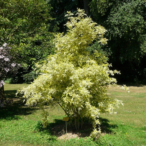 Бузина черная Мадонна