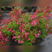 Вейгела «Бристоль Руби»