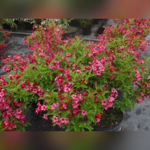 Вейгела «Бристоль Руби»