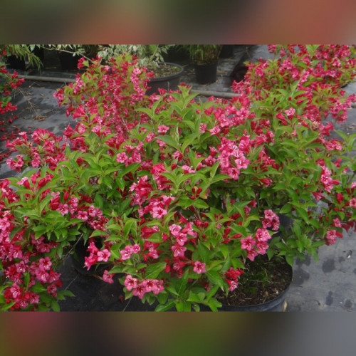 Вейгела «Бристоль Руби»