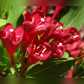 Вейгела «Ева ратке»